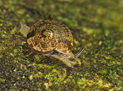 Nitor pudibundus
