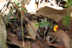 Bossiaea buxifolia