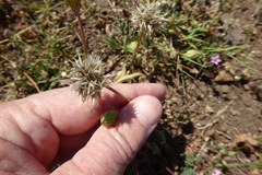 Microseris douglasii platycarpha