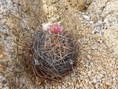 Eriosyce taltalensis