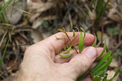 Persoonia sericea