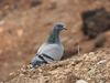 Canarian Rock Pigeon - Photo (c) Marcelo Cabrera, some rights reserved (CC BY-NC), uploaded by Marcelo Cabrera