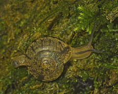 Nitor pudibundus