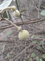 Capparicordis crotonoides