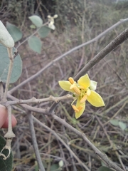 Capparicordis crotonoides