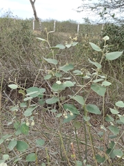 Capparicordis crotonoides