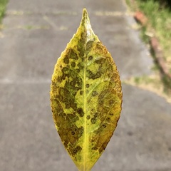 Phyllosticta camelliae