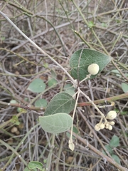 Capparicordis crotonoides