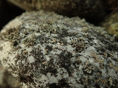 Stereocaulon corticatulum