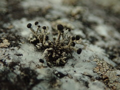 Stereocaulon corticatulum