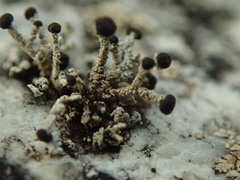 Stereocaulon corticatulum