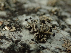 Stereocaulon corticatulum
