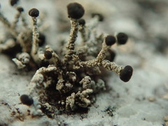 Stereocaulon corticatulum