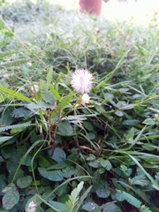 Mimosa pudica image