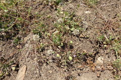 Microseris douglasii platycarpha