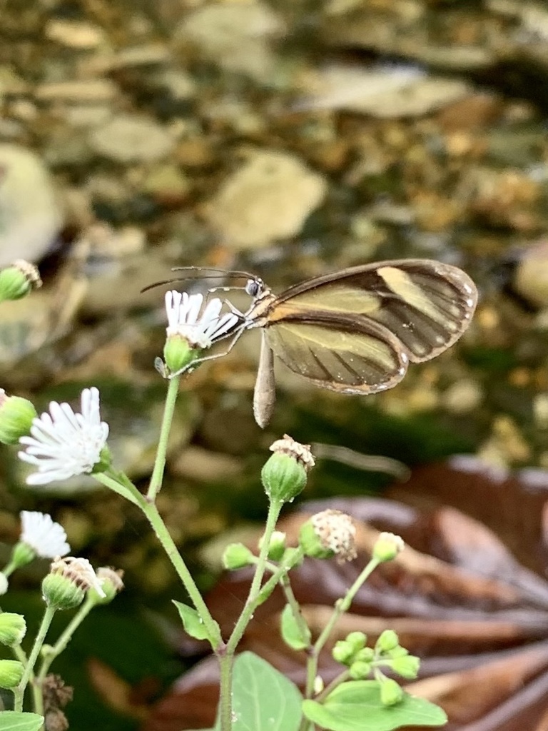 Pteronymia aletta