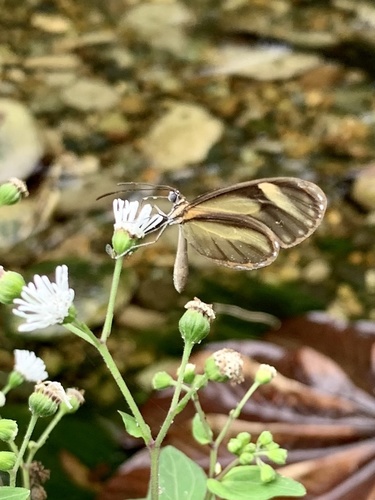 Pteronymia aletta