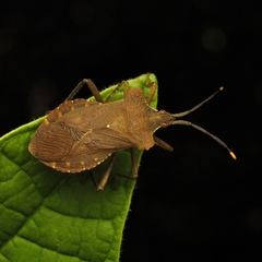 Heteroptera