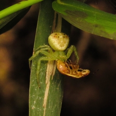 Thomisidae