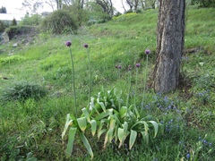 Allium aflatunense