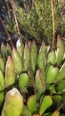 Cotyledon papillaris