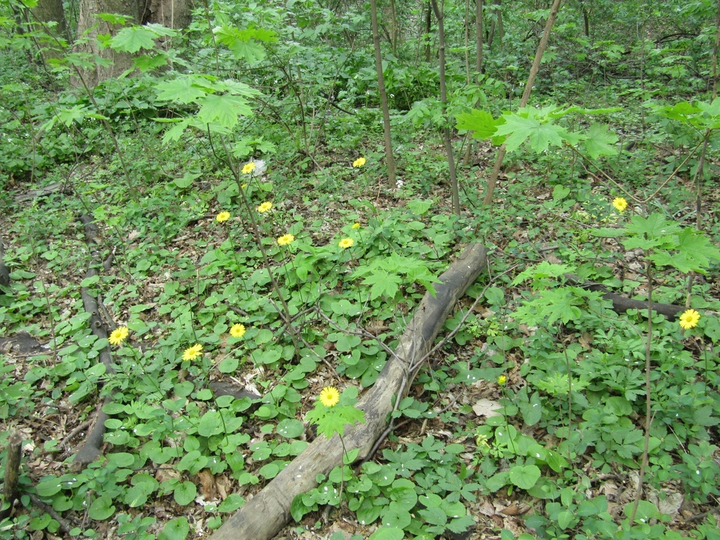 Doronicum macrophyllum; photograph Oleksandr Shynder, CC BY, iNaturalist via GBIF