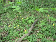 Doronicum macrophyllum