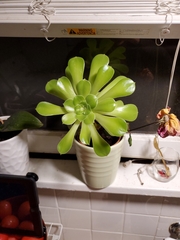 Aeonium arboreum