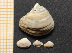 Varicorbula gibba