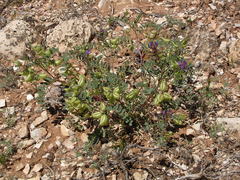 Astragalus lentiginosus diphysus