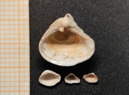 Representative image of Corbula gibba