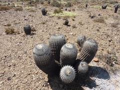 Copiapoa cinerea
