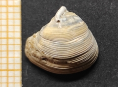 Varicorbula gibba