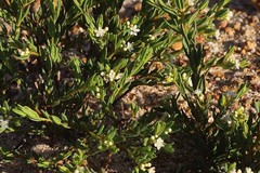 Monotaxis bracteata
