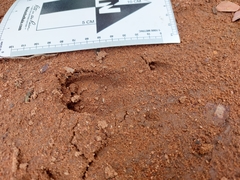 Phacochoerus africanus