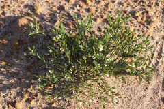Monotaxis bracteata