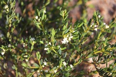 Monotaxis bracteata