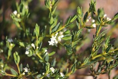 Monotaxis bracteata