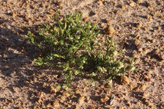 Monotaxis bracteata