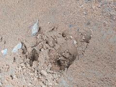 Phacochoerus africanus