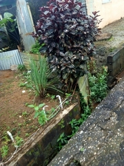 Graptophyllum