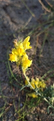 Linaria polygalifolia polygalifolia