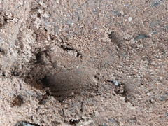 Phacochoerus africanus