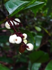 Chiococca nitida