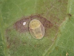 Powellia schefflericola