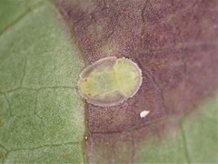 Powellia schefflericola