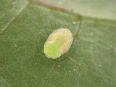 Powellia schefflericola