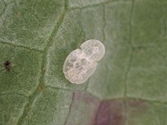 Powellia schefflericola