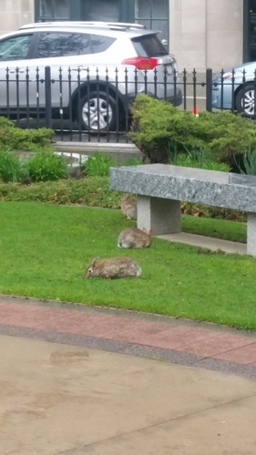 Eastern Cottontail photographed in Massachusetts