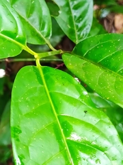 Chiococca nitida
